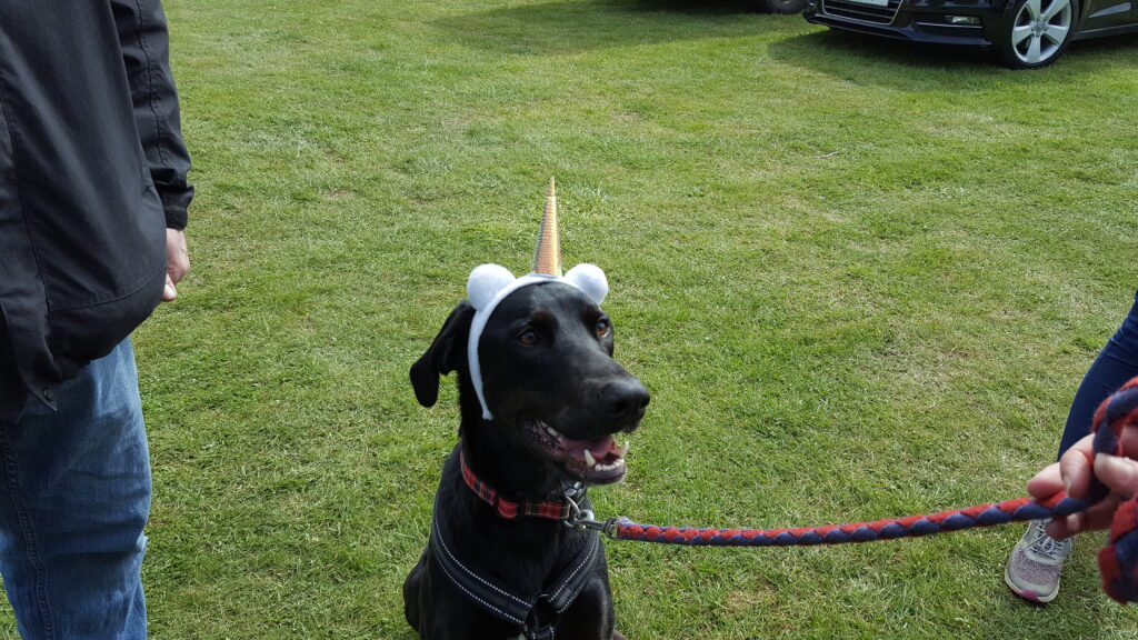 A Picture of Hector the black dog wearing a tiara that makes him look like a unicorn.